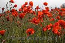 Field poppies